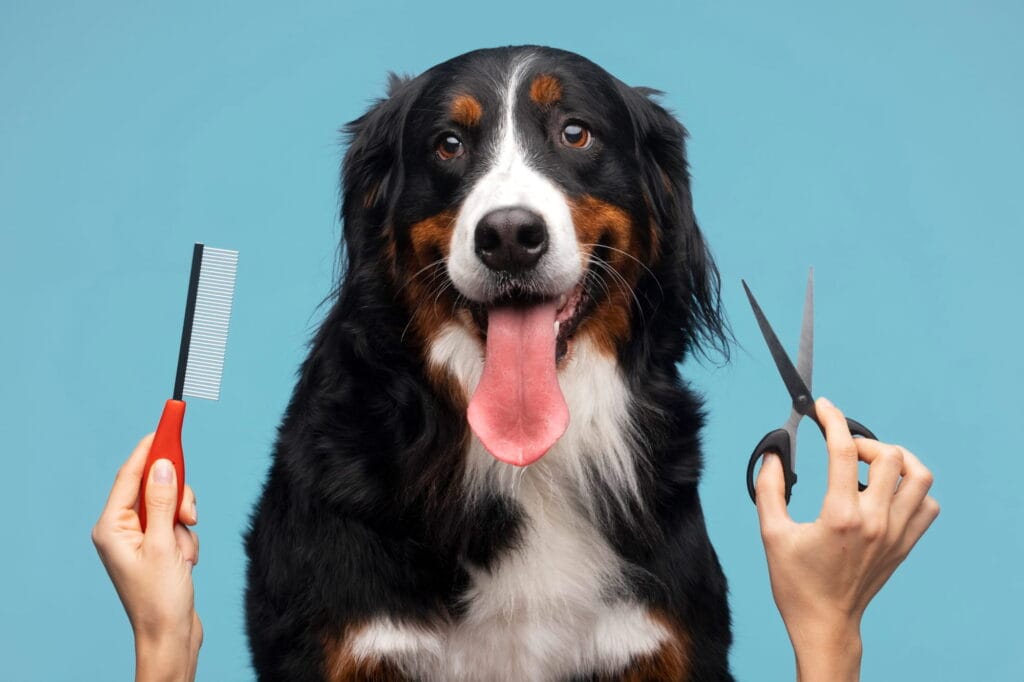 Pet Kuaförü Nasıl Olunur