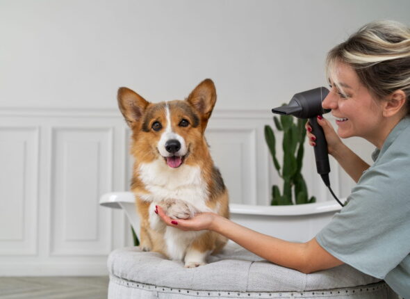 Pet Kuaför Açma Şartları Nelerdir