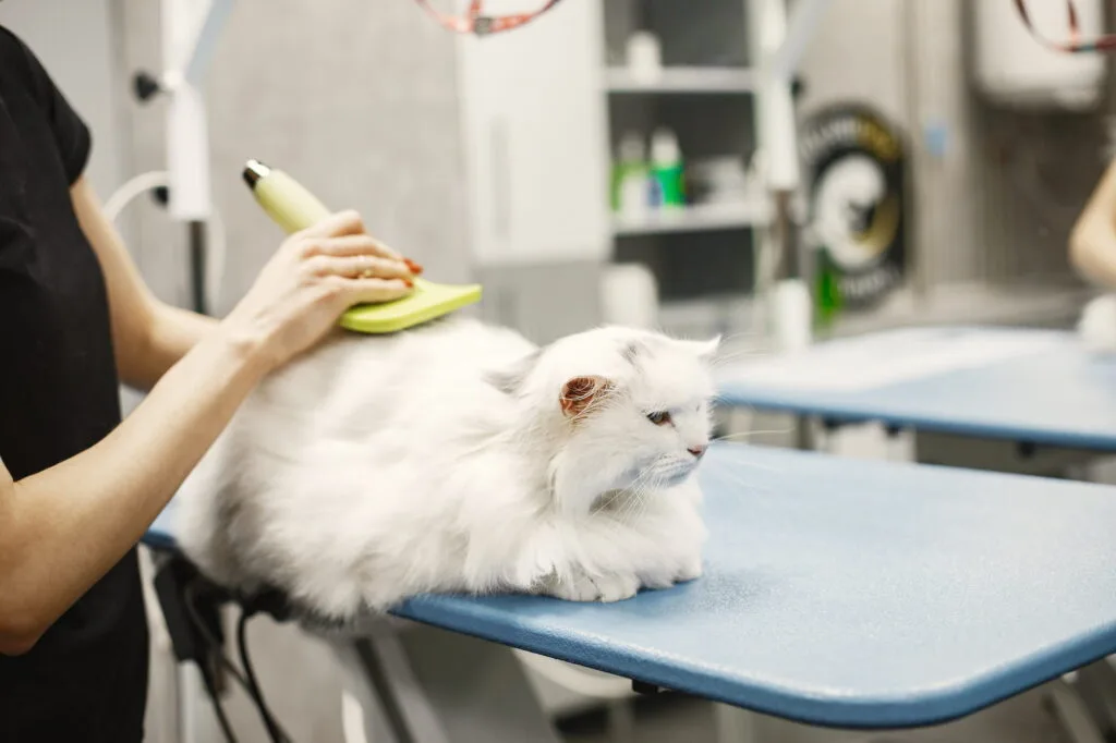 Pet Kuaför Eğitimi Nasıl Alınır