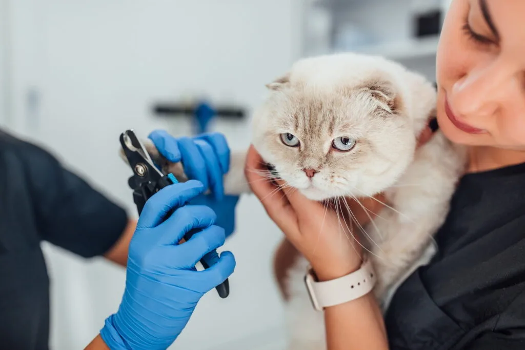 Pet Kuaför Eğitimi Nasıl Alınır